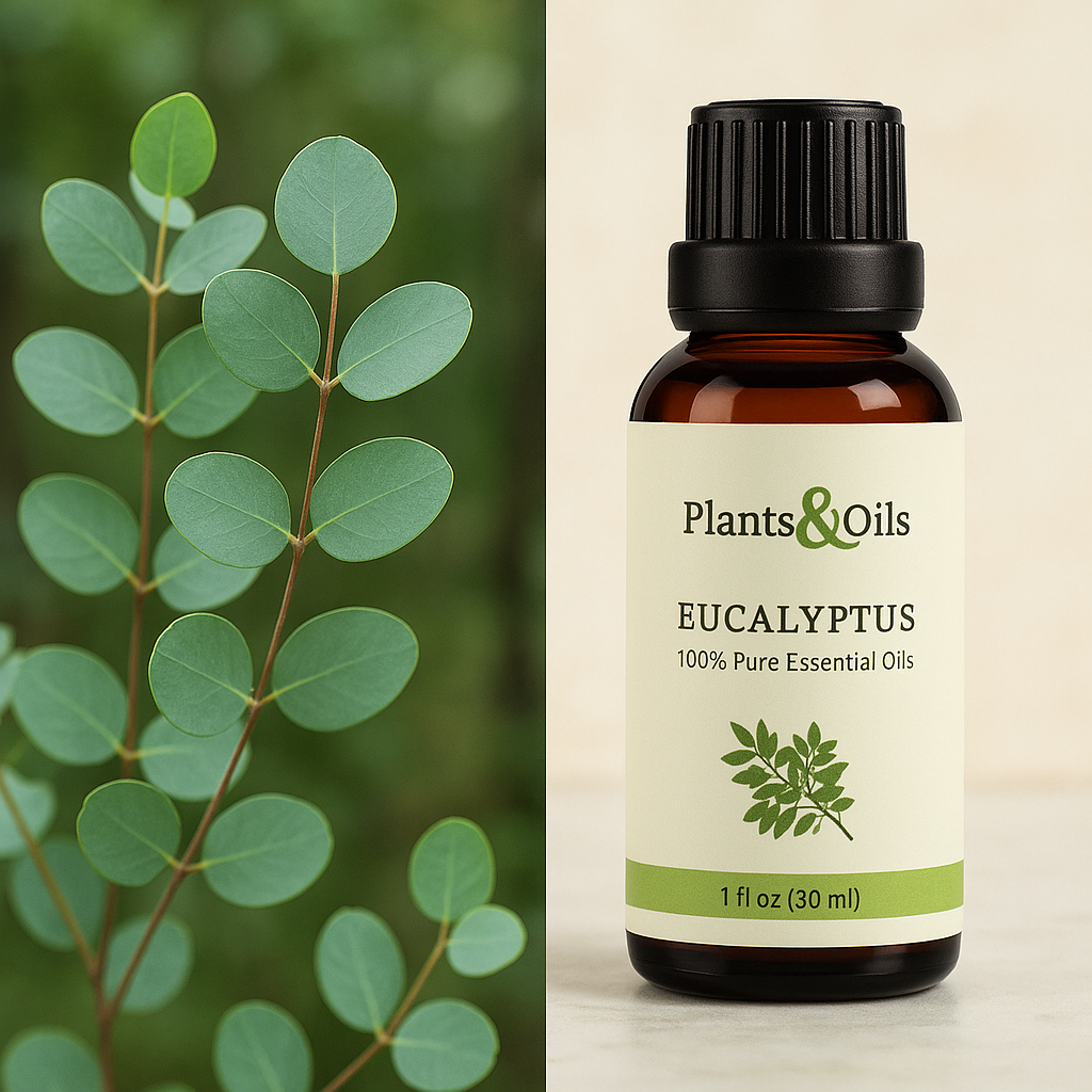 Eucalyptus Oil